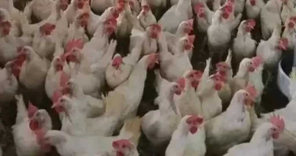 لا للبلبلة| محمود العناني عن نظام الطيبات: الدواجن تخضع لرقابة صحية صارمة