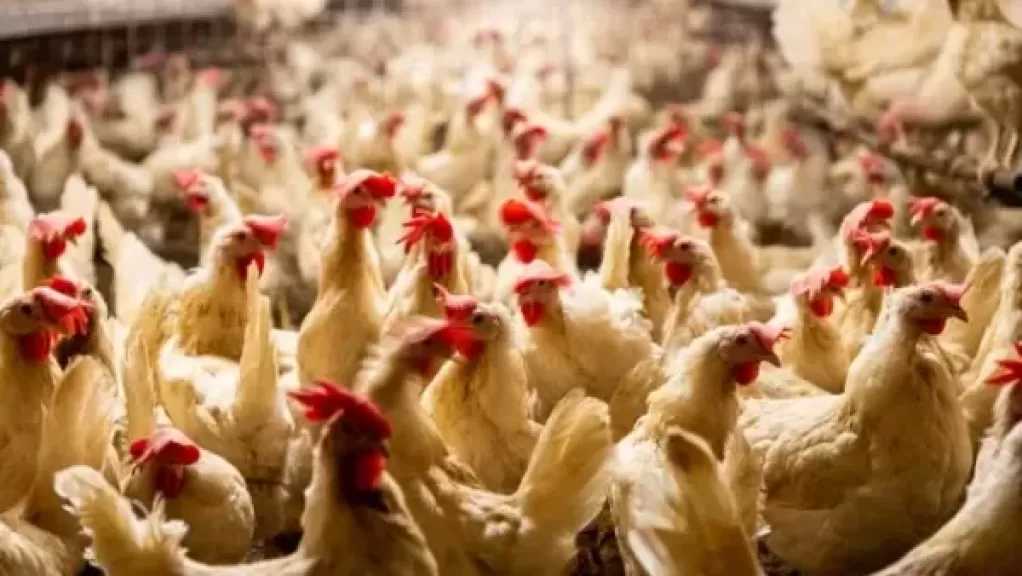 لا علاقة بين أعلاف الدواجن وحبوب منع الحمل.. بيطري يوضح الحقيقة