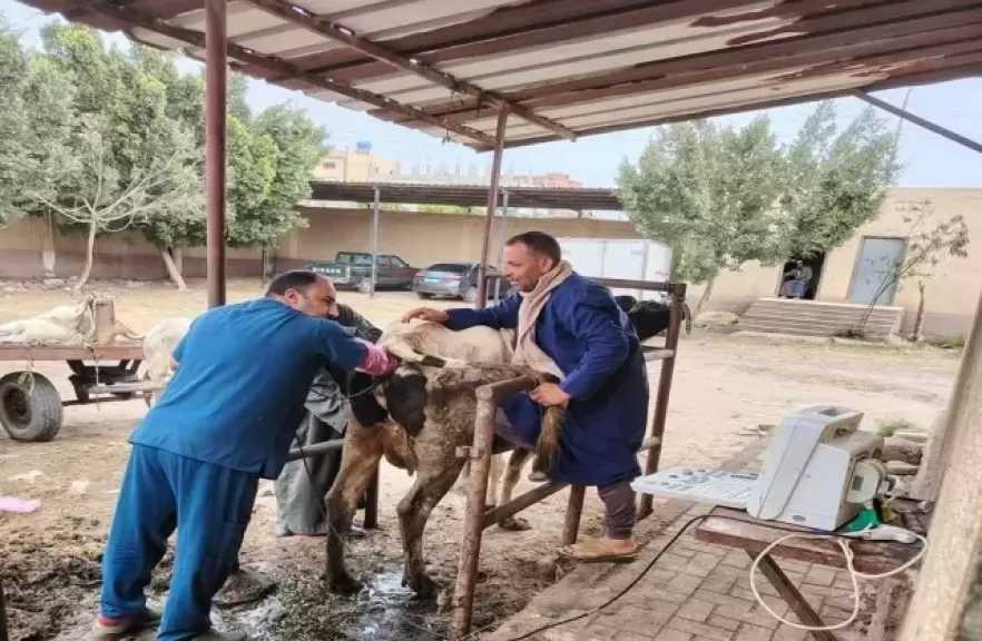 محافظ كفر الشيخ: تشخيص وعلاج 7141 رأس ماشية للحفاظ على الثروة الحيوانية