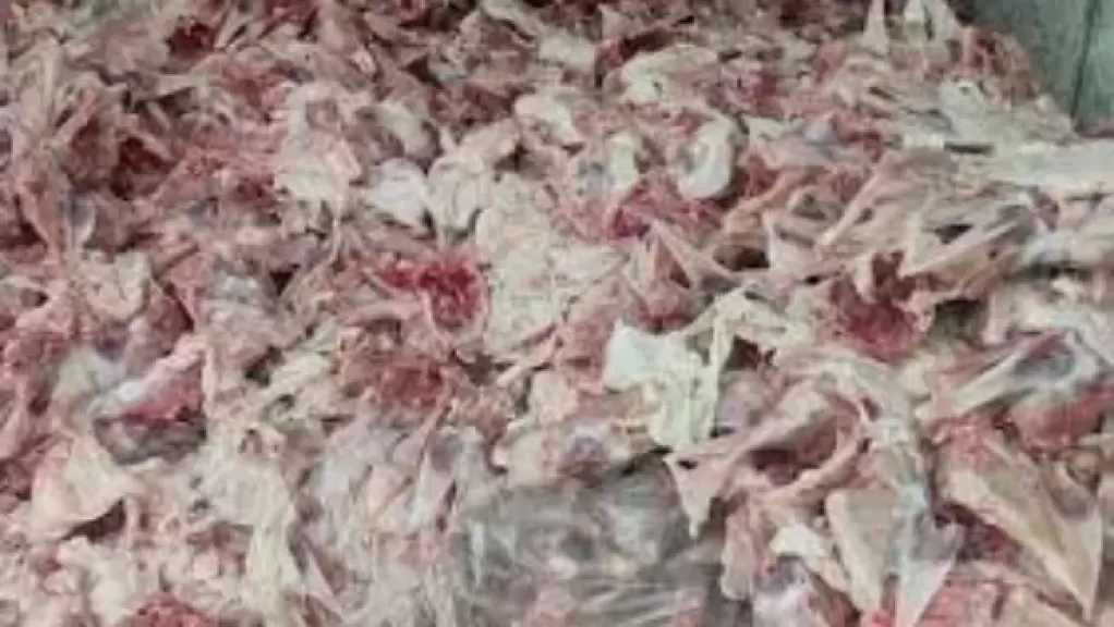رئيس شعبة الدواجن : صلاحية هياكل الفراخ 3 أيام .. وما دون ذلك مخالف للقانون
