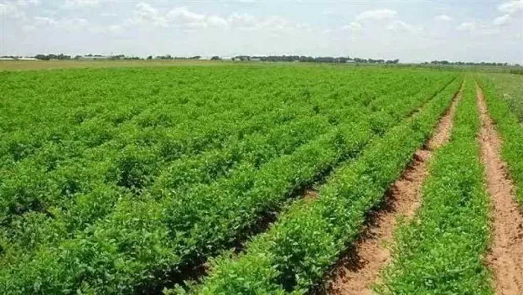 شركة تنمية الريف المصري: نستهدف زراعة مليون فدان خلال الفترة القادمة