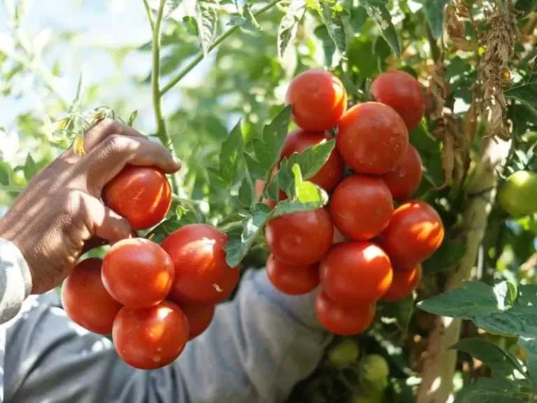 متحدث الزراعة: الوزارة نجحت في تأهيل 298 مركزا إرشاديا بالقرى
