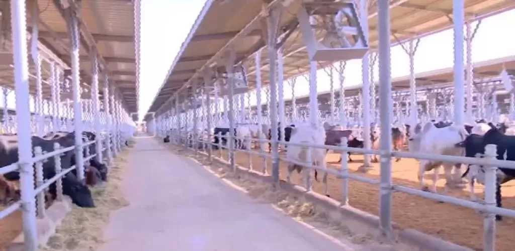شعبة القصابين: حجم المعروض من اللحوم يمنع حدوث زيادات كبيرة في الأسعار