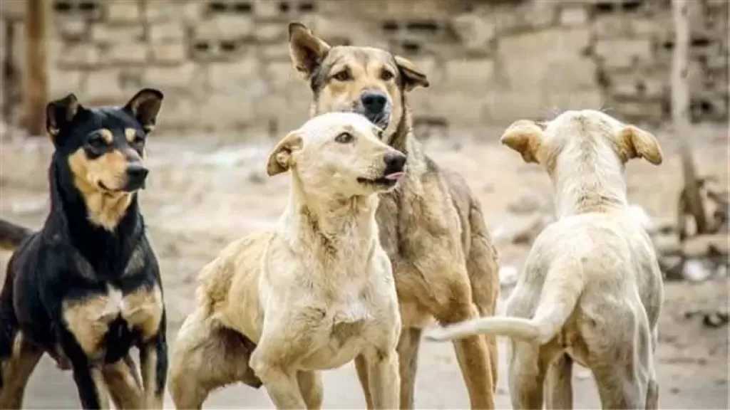 كلب يعقر 15 شخصا من بينهم أطفال فى قرية بكفر الشيخ