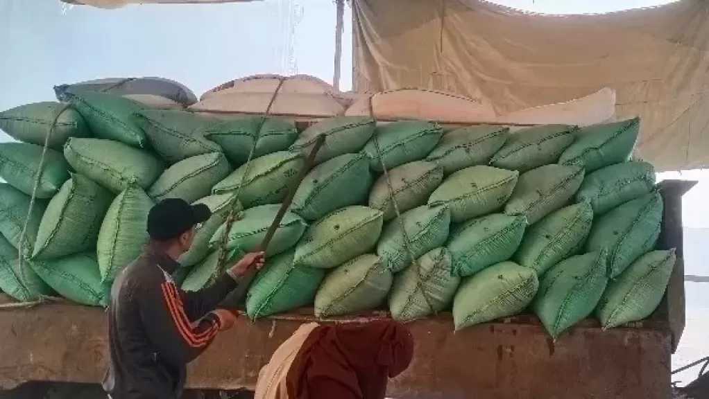 توريد 106 آلاف و549 طن قمح لشون وصوامع سوهاج