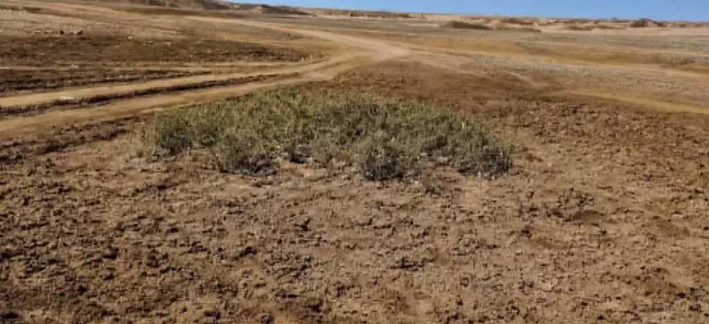 حملة لرفع المخلفات الصلبة والبلاستيكية بمحمية نبق في شرم الشيخ