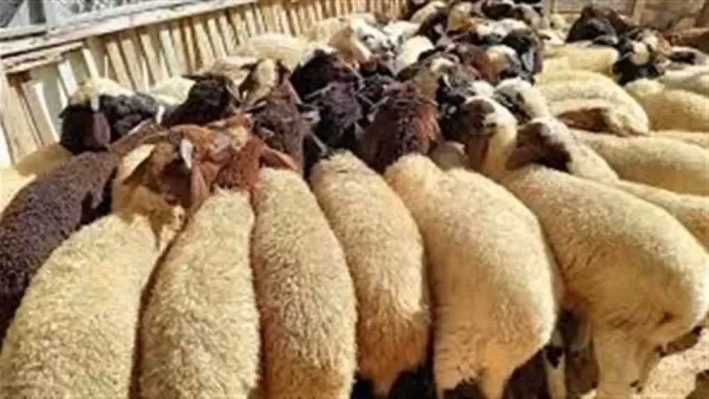 الزراعة: رقابة صارمة على مستوى الجمهورية للتأكد من سلامة الأضاحي