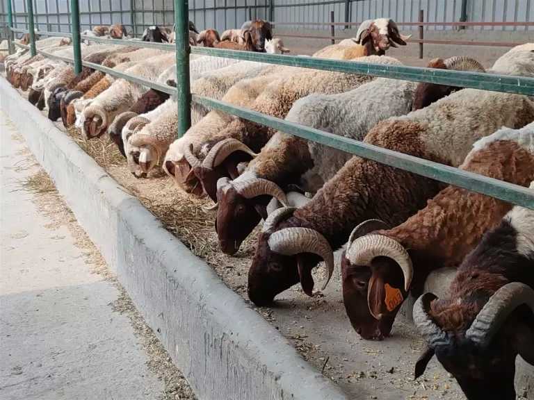 الزراعة : 497 مجزراً حكومياً تفتح أبوابها مجانا طوال أيام عيد الأضحى