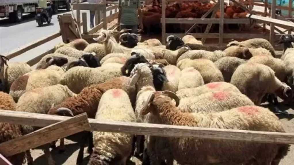 التموين: تجهيز 30 شادر بالمحافظات لبيع الأضاحي بأسعار تنافسية