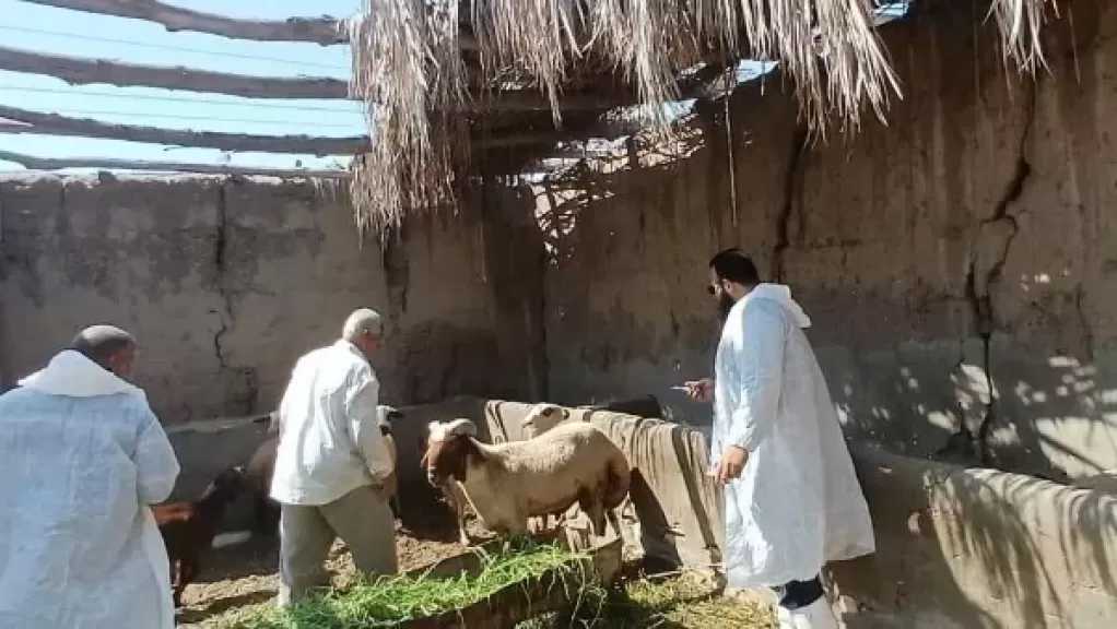 بحوث الصحراء يوزّع 30 كبشًا برقيًا محسّنًا وأعلافًا مجانية بسيوة