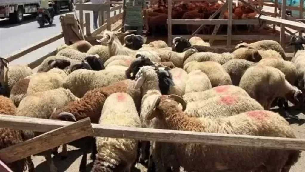 صندوق تحيا مصر يطلق مبادرة أضاحي للعام الثالث على التوالي لدعم 2.5 مليون مواطن