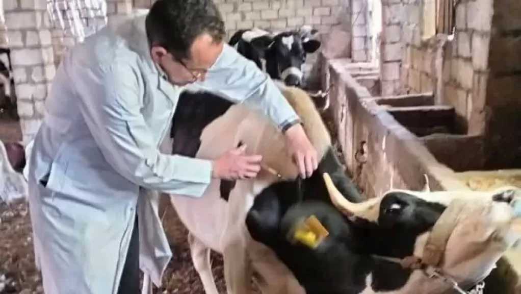 الخدمات البيطرية تحصن أكثر من 4.4 مليون رأس ماشية