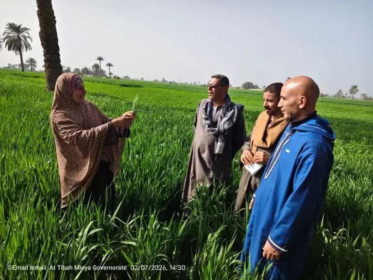 منظمة الفاو تبرز دور السيدات الريفيات خلال فعالية حصاد القمح بسمالوط