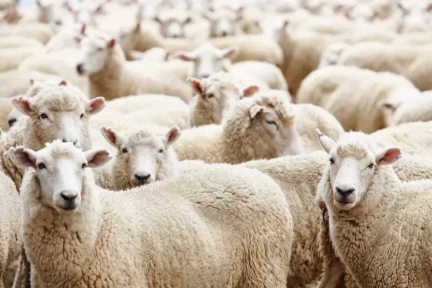 قبل العيد.. لماذا شُرعت الأضحية وهل تكفي شاة واحدة للأسرة؟