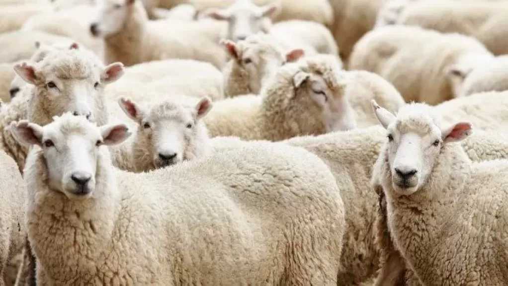 لماذا جعل النبي من الأضحية أحب الأعمال إلى الله في يوم النحر؟.. محمد مختار جمعة يُجيب