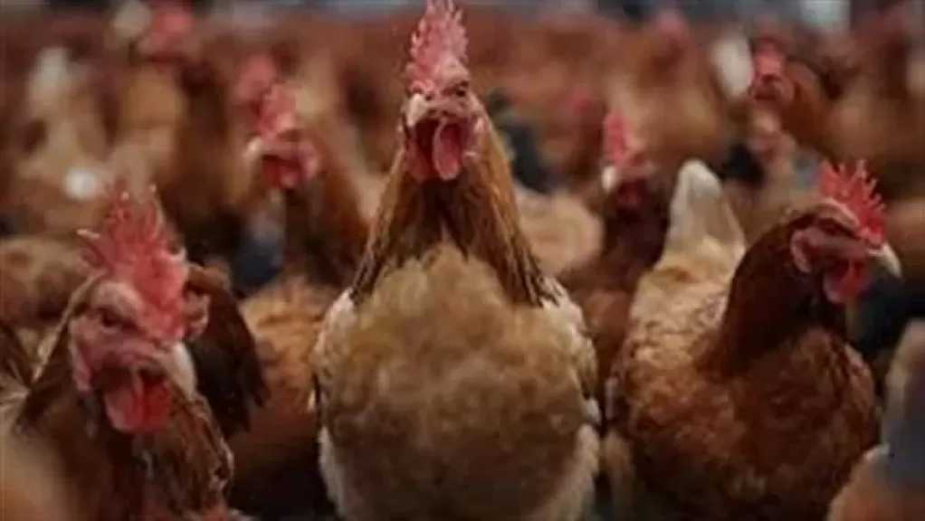 هل تجوز الأضحية بالطيور والدواجن؟.. عالم بالأوقاف يحسم الجدل