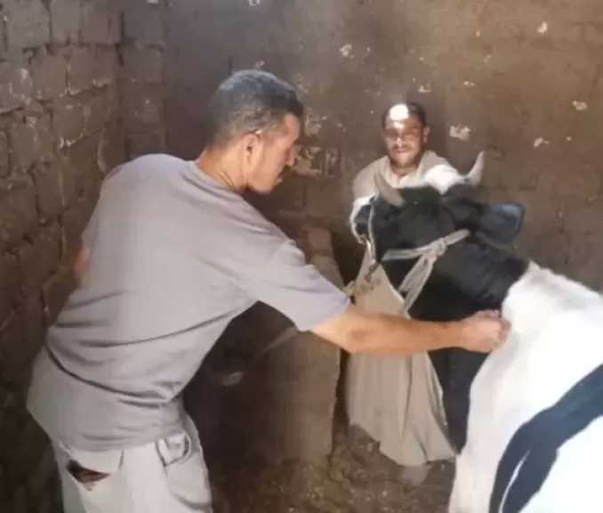 محافظ أسيوط: تحصين أكثر من 47 ألف رأس ماشية ضمن الحملة القومية ضد الحمى القلاعية والوادي المتصدع