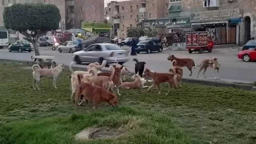 الرفق بالحيوان: الفاتورة الحقيقية لأزمة الكلاب الضالة تجاوزت 3 مليارات جنيه