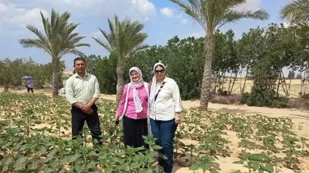 الزراعة: برامج تدريبية لنشر زراعة عباد الشمس الزيتي بالمناطق الصحراوية