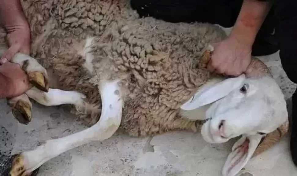 دار الإفتاء توضح آخر موعد لذبح الأضحية وكيفية تقسيمها وأفضل وقت للتضحية