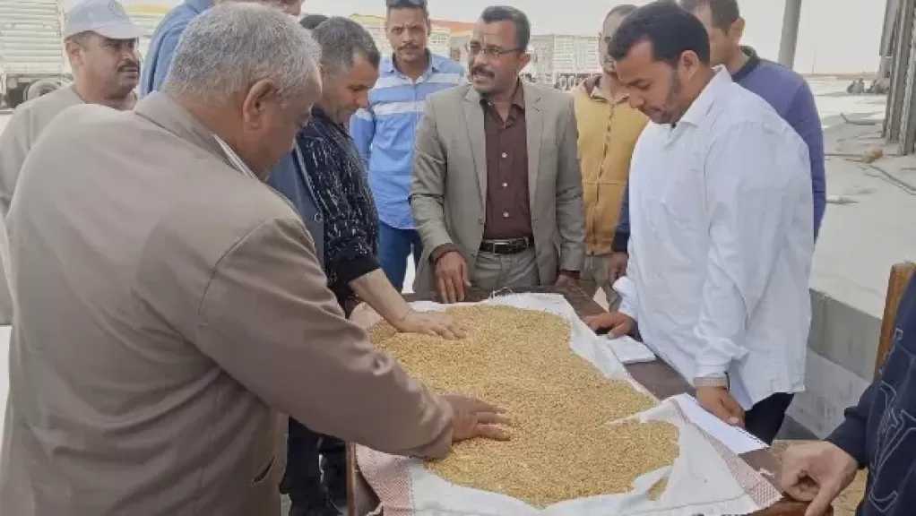 توريد 165 ألفا و900 طن قمح من محصول الموسم الجديد للشون والصوامع بالغربية