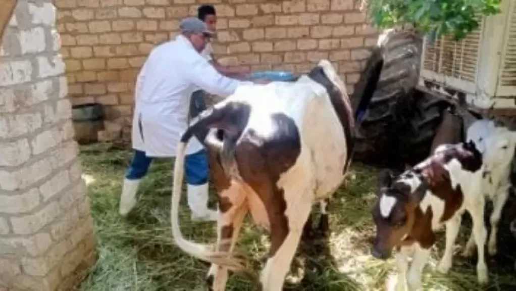 بيطري الغربية: تحصين 256 ألف رأس ماشية ضد الحمى القلاعية والوادي المتصدع