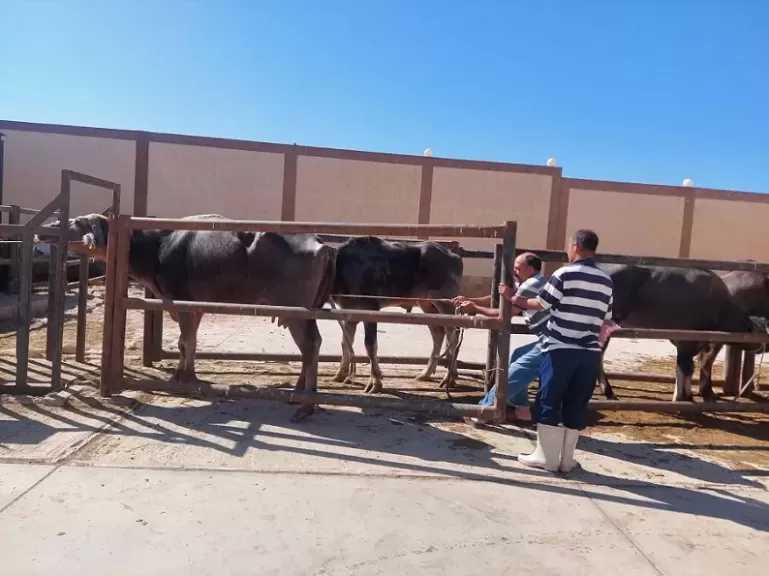 إشراف بيطري كامل وذبح مجاني.. استمرار استقبال الأضاحي بمجازر جنوب سيناء