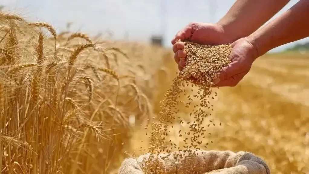 توريد 195 ألف طن قمح للشون والصوامع في الغربية