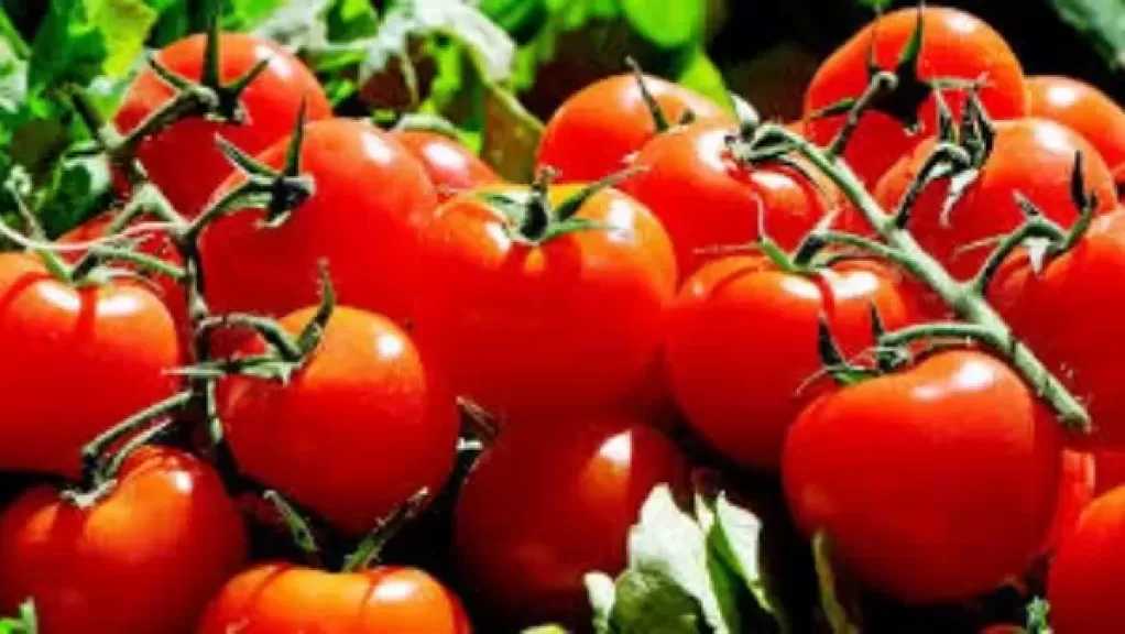 فواصل العروات السبب في ارتفاع أسعار الطماطم.. رئيس ”مواطنون ضد الغلاء” يوضح
