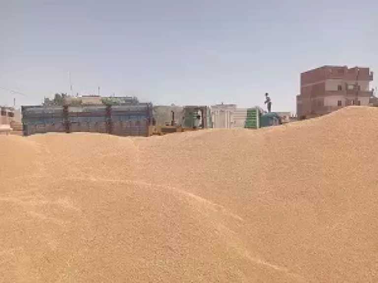 تموين مطروح: استئناف توريد القمح المحلي بعد إجازة عيد الأضحى