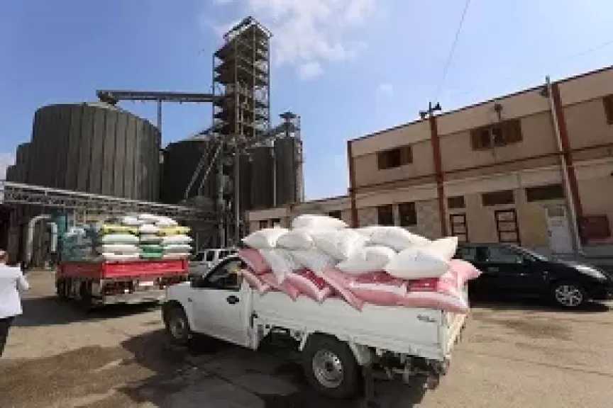 محافظ كفرالشيخ: توريد 247 ألف طن قمح بنسبة 88.3% من المستهدف حتى الآن