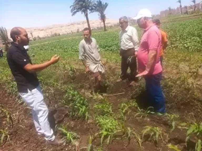 محافظ أسيوط: متابعة ميدانية للمحاصيل الصيفية ودعم فني للمزارعين لزيادة الإنتاجية