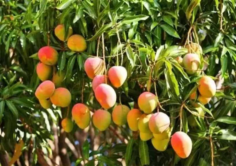 رئيس مركز تغير المناخ يوضح أسباب تأخر ظهور المانجو: الناس بتبالغ والموضوع مش أزمة
