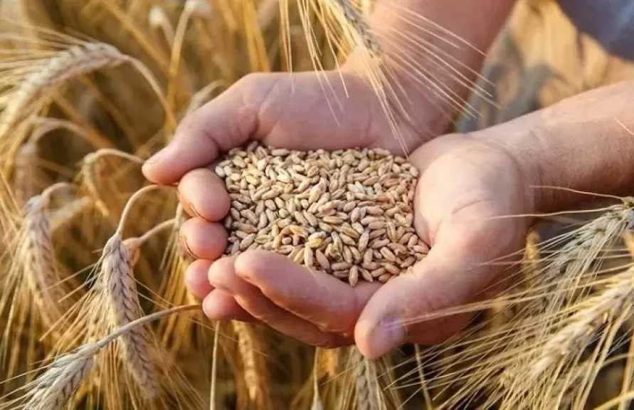 الزراعة: توريد 4.3 مليون طن قمح حتى الآن.. ونصرف المستحقات خلال 48 ساعة