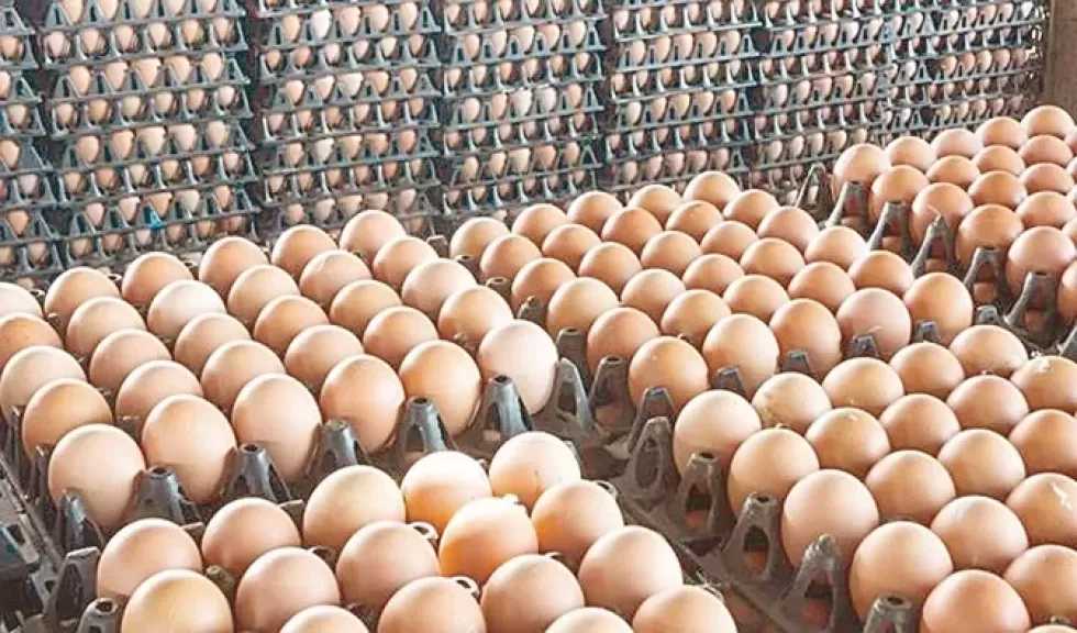 مستشار وزير التموين الأسبق عن مزاعم انخفاض سعر البيض بسبب نظام الطيبات: لماذا لم تنخفض الدواجن والفاكهة والبطيخ؟