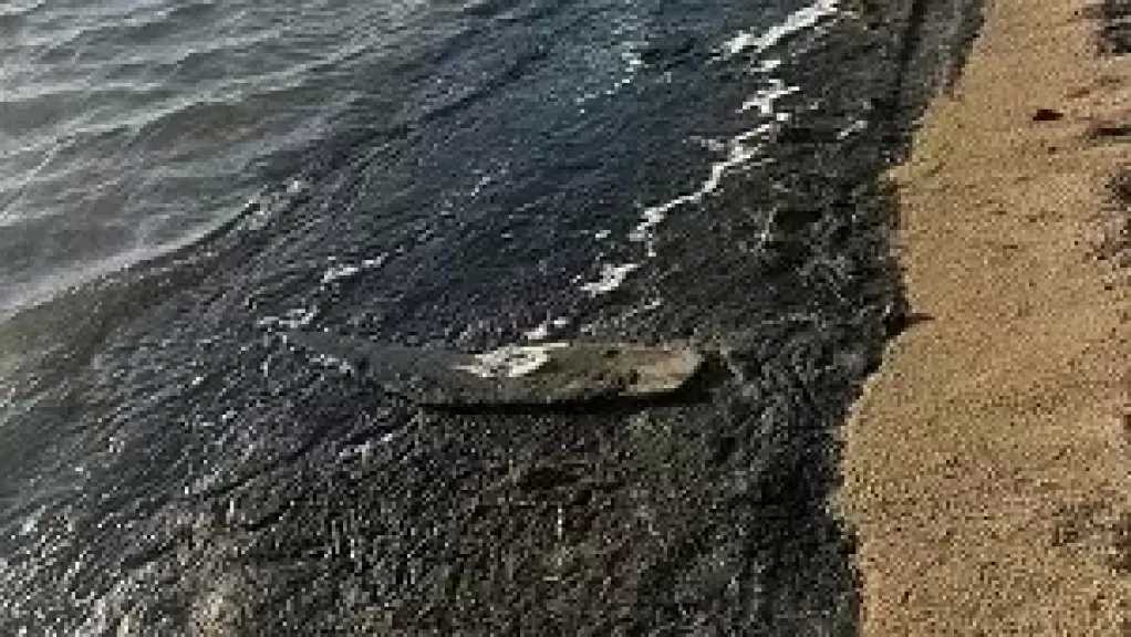 بطول 150 مترا.. ظهور بقعة زيت على شاطئ الجبيل بطور سيناء