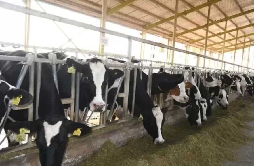 نائب وزير الزراعة: الثروة الحيوانية جزء من الأمن القومي المصري.. وتحقيق الاكتفاء الذاتي من اللبن الطازج بـ7 ملايين طن