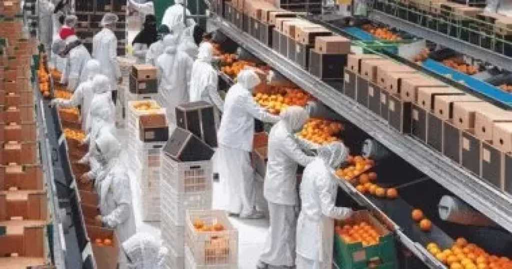 الزراعة: 5 ملايين طن صادرات زراعية.. وفتح 21 سوقًا دوليًا جديدًا