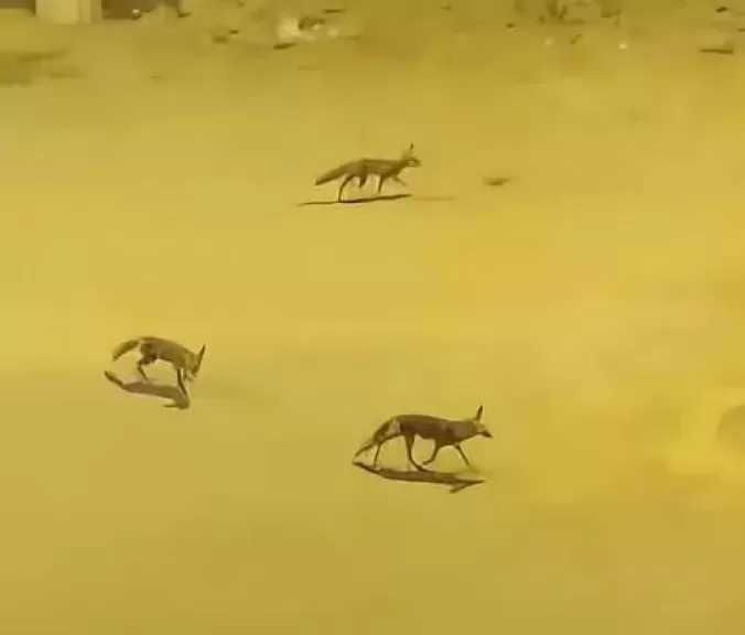 أستاذ طب بيطري بجامعة القاهرة: ظهور الثعالب في 6 أكتوبر غريب ومفتعل