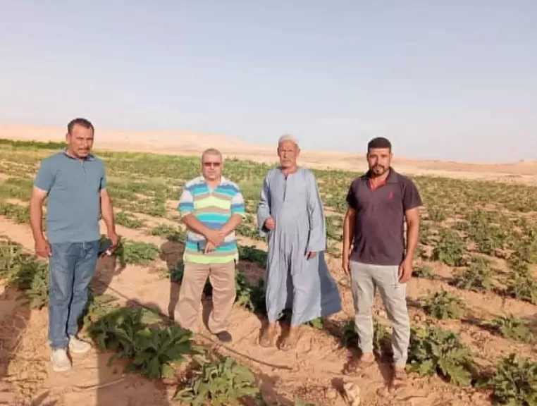 زراعة الوادي الجديد تكثف جولاتها لمتابعة المحاصيل الصيفية وحماية الذرة من دودة الحشد