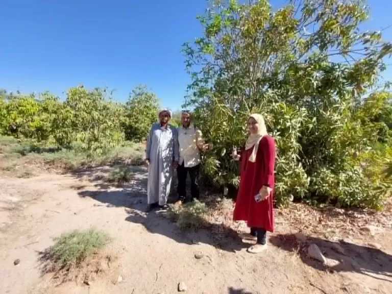انطلاق موسم حصاد المانجو بمزارع طور سيناء وسط فرحة بجودة وغزارة المحصول