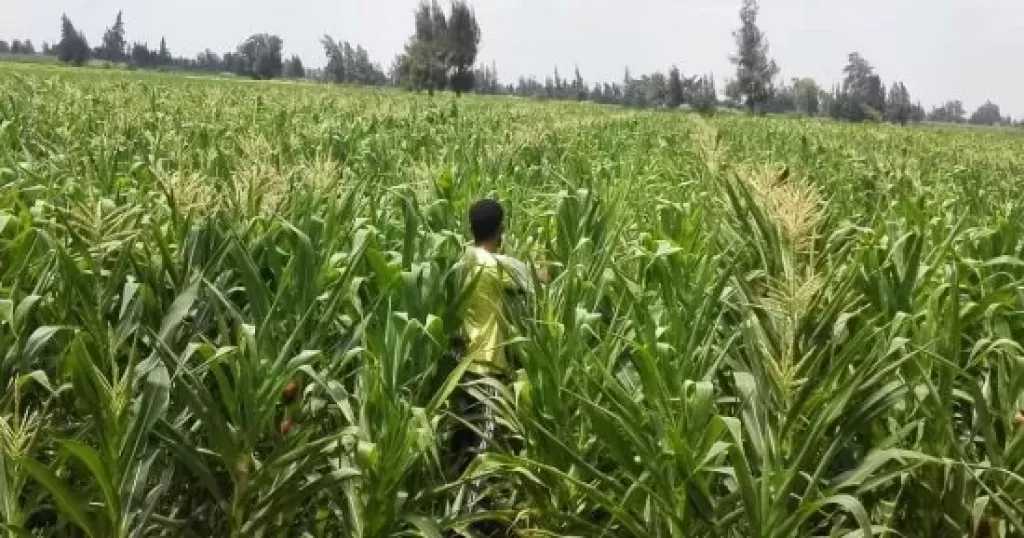 الزراعة تطلق 500 نموذج إرشادي لنشر المخصبات الحيوية للحفاظ على خصوبة التربة وخفض تكاليف الإنتاج