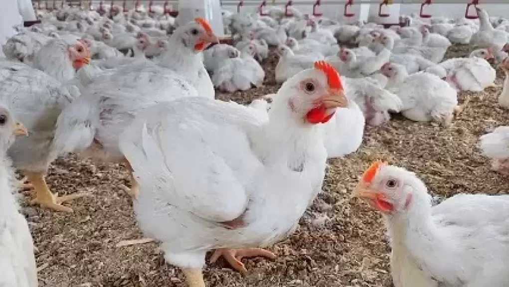 وزير الزراعة: طفرة في صناعة الدواجن بمصر والاستثمارات تصل لـ200 مليار جنيه