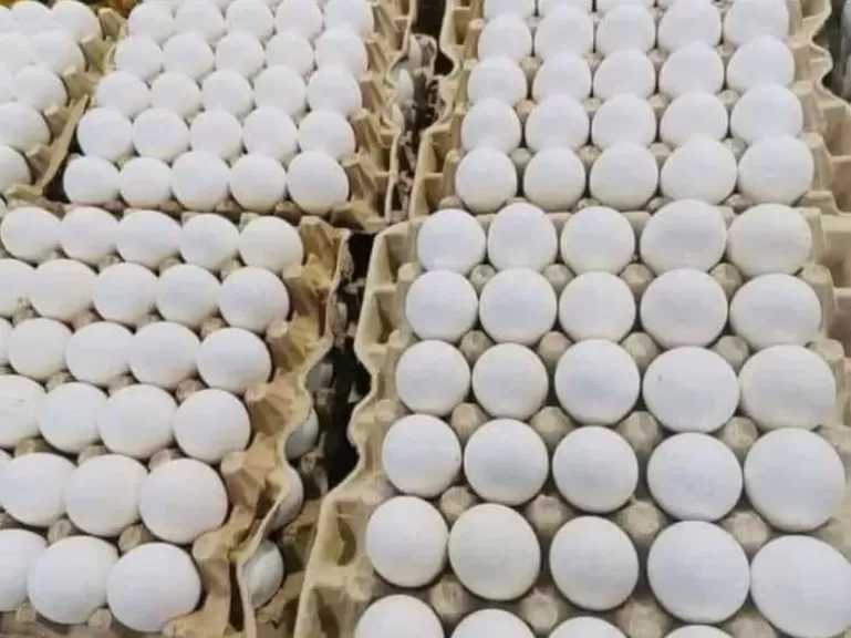 الزراعة: حققنا الاكتفاء الذاتي في الأرز والسكر والبيض والألبان.. ونشهد نهضة زراعية لم تحدث من قبل