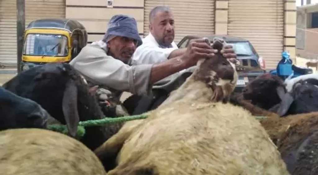 فحص 3141 طائرًا وماشية ضمن قافلة بيطرية في ”الكمالية” بالغربية