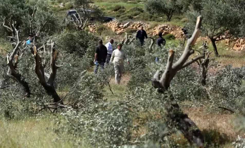 وفا: إصابة 4 فلسطينيين واقتلاع 60 شجرة في هجوم للمستعمرين جنوب الخليل