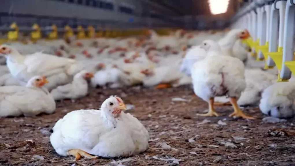 اتحاد منتجي الدواجن: تراجع الأسعار يحقق مكاسب للمستهلك ويكبّد المنتجين خسائر كبيرة