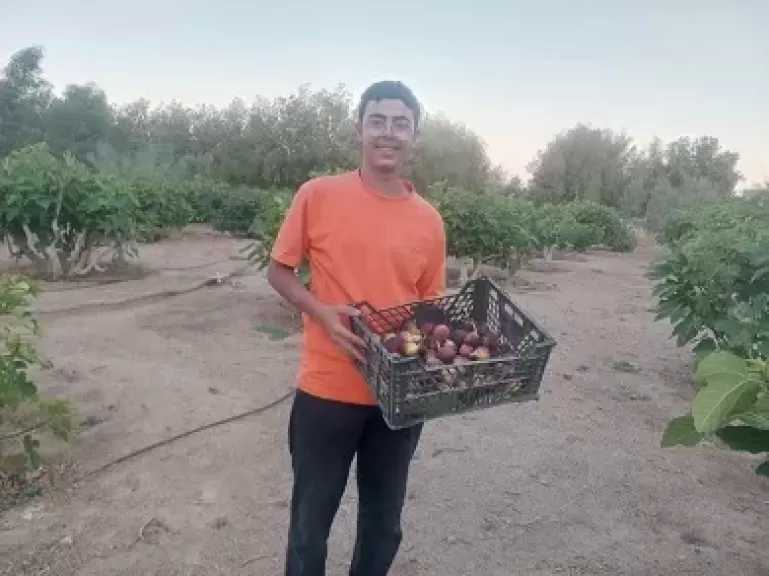 انطلاق موسم جني التين بمزارع جنوب سيناء وسط فرحة المزارعين