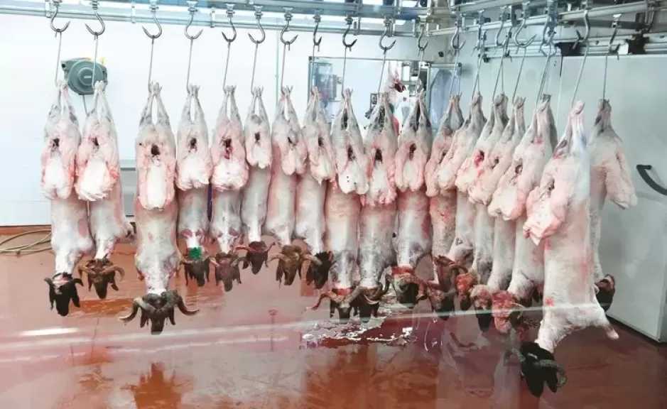مدير المجازر بالزراعة: هناك حالة هلع غير مبررة.. حملات التفتيش يومية ومفاجئة على كل المنافذ
