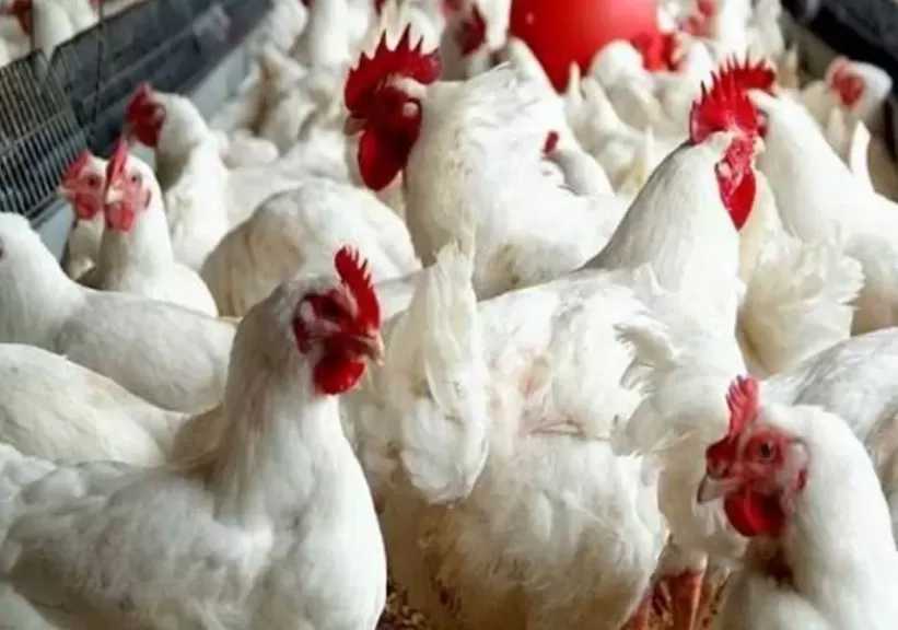 رئيس قطاع الثروة الحيوانية: إنتاج الدواجن ارتفع 14%.. ونعمل على تخزين البيض والتصدير